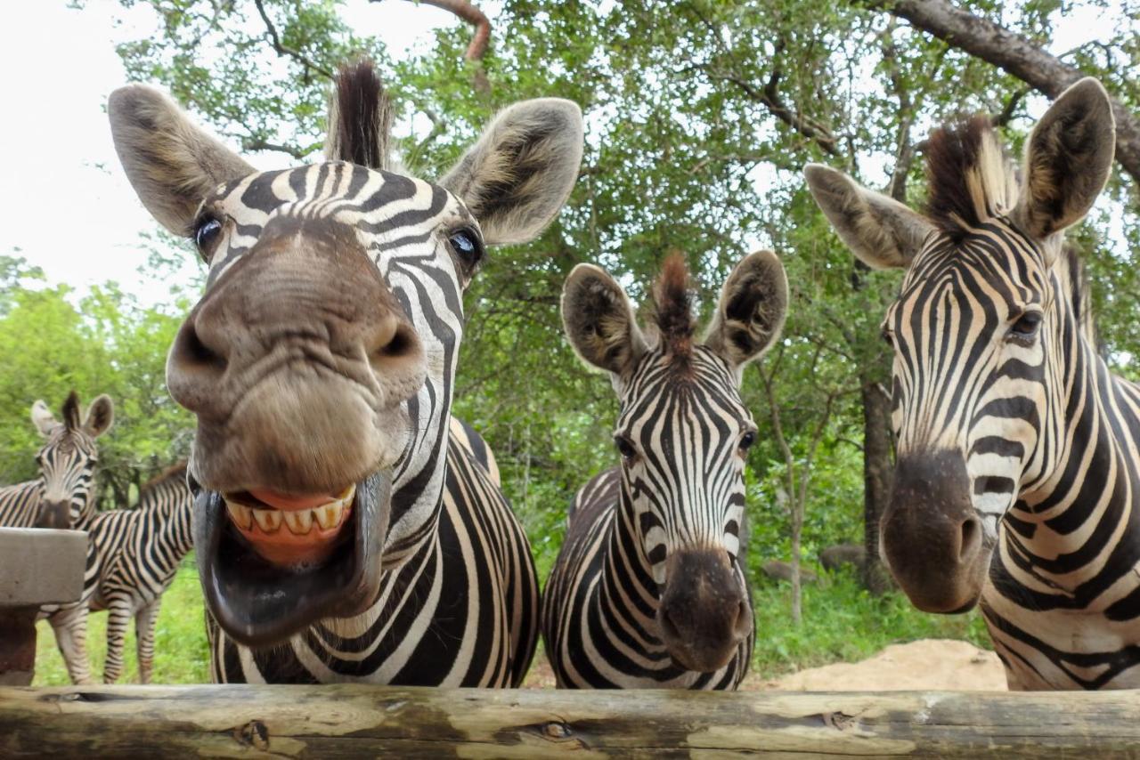 Kruger'S Retreat House & Kruger'S Rest Studio Marloth Park Bagian luar foto