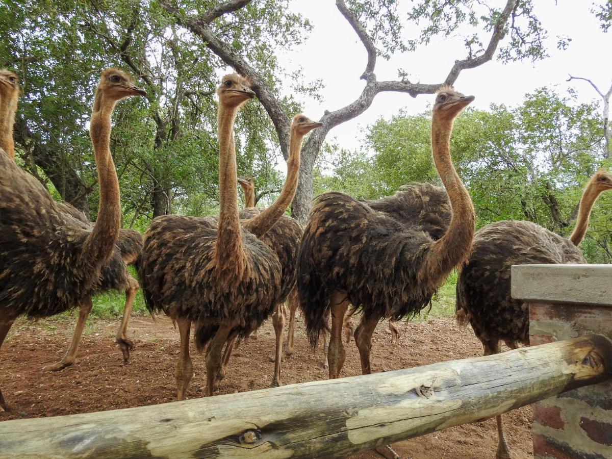 Kruger'S Retreat House & Kruger'S Rest Studio Marloth Park Bagian luar foto