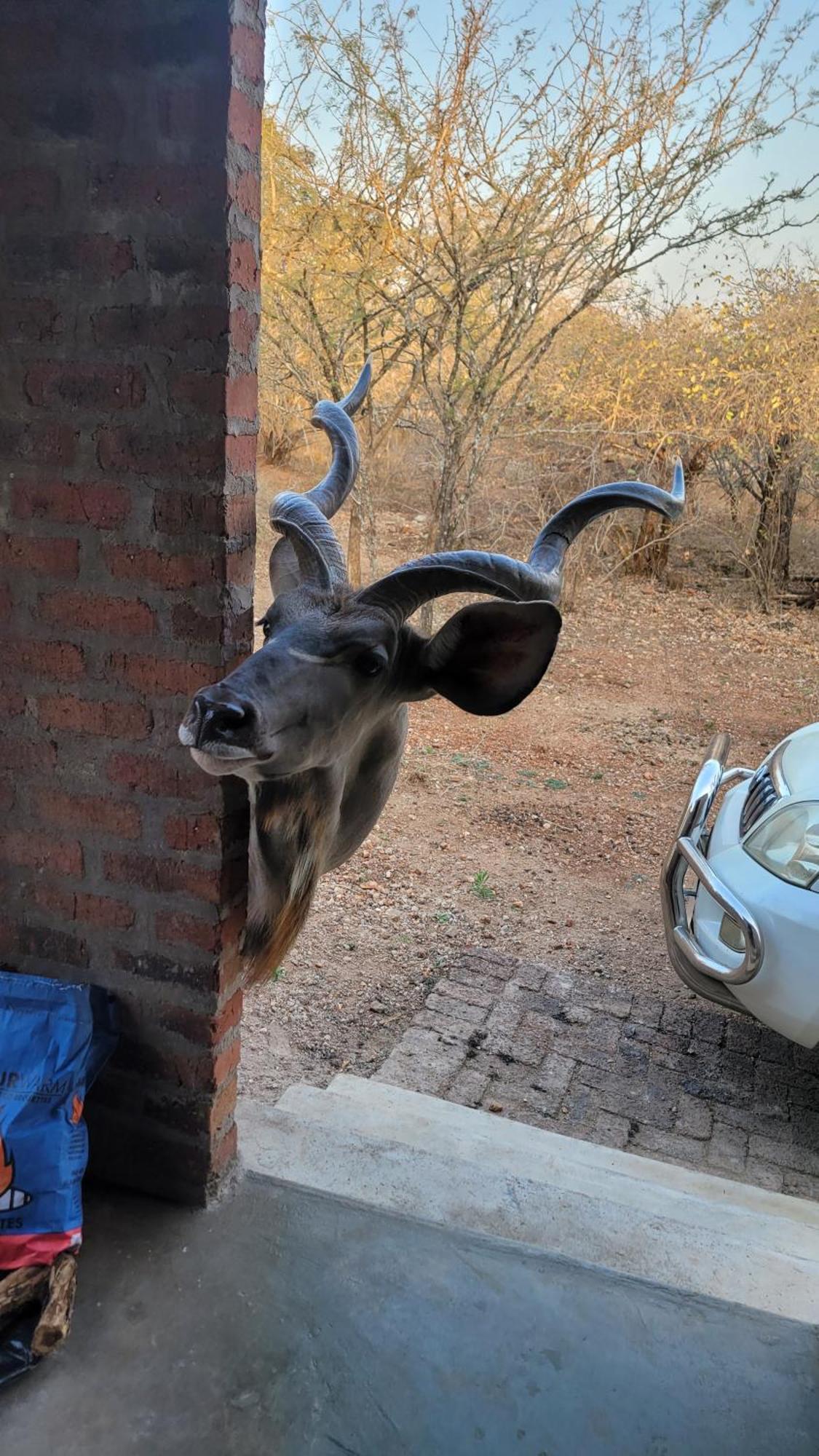 Kruger'S Retreat House & Kruger'S Rest Studio Marloth Park Bagian luar foto